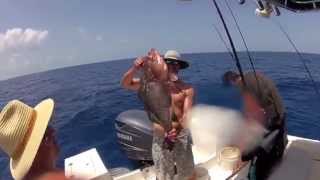 Grouper, Bimini 2012