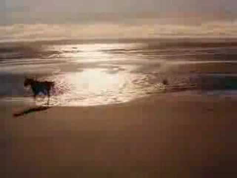 The Black Stallion Birds and Boats