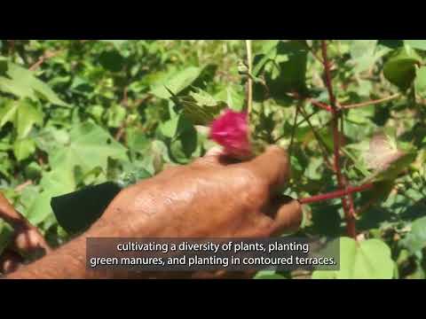 Native Colored Cotton Conservation in Oaxaca