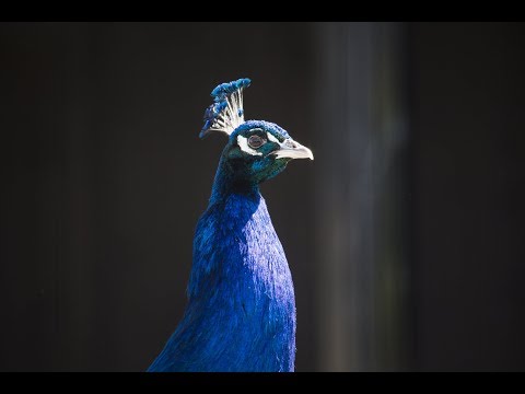 Riikinkukkojen kesä alkoi (2018)