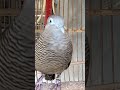 Local turtle doves have a crystal clear topcer sound for bait that responds immediately #shorts