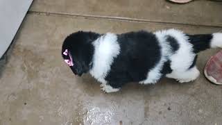 Newfoundland Dog Puppies Videos