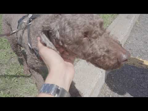 Kiko Adoption Day Aug 11th and 25th