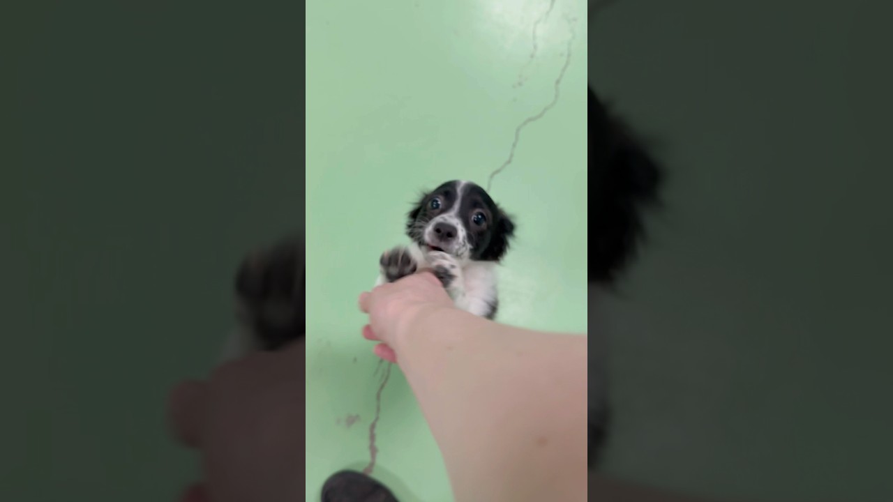 Enlarge Ruby, an adopted mixed breed in PHOENIX, AZ video 5/6