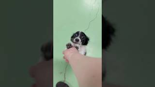 Video preview image #1 Mutt Puppy For Sale in phoenix, AZ, USA