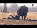 Herd Of Elephants Saves Another Family S Baby The Dodo