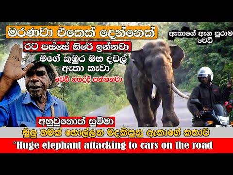 Agbo - very dangerous huge tusk elephant capturing a village #attack #chasing ගමක් හොල්ලන ඇතා