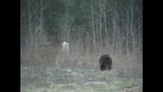 preview picture of video 'Black Bears in Timmins.'