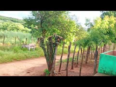 Mostrando foi noite de muita chuva no sertão cearense sítio carro quebrado Jucás ceara 