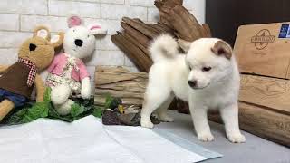 Video preview image #1 Shiba Inu Puppy For Sale in SAN JOSE, CA, USA