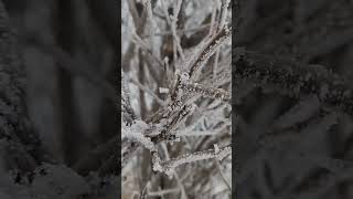 Hoar Frost of 2024| New Year | ysay dale