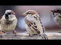 Symbolism of Sparrows (11 Surprising Meanings)