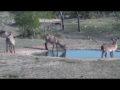 Djuma: Impalas with some lambs and Waterbucks - 06:50 - 11/05/21