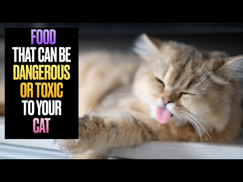 Food That Can Be Dangerous Or Toxic To Your Cat