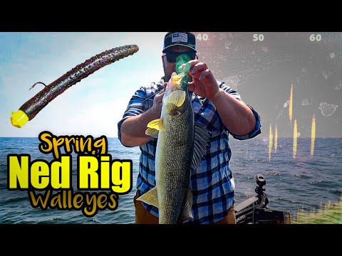 Ned Rig 🎯 spring walleye fishing