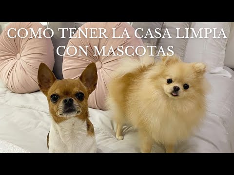 13 TIPS FOR A CLEAN HOME WITH PETS #homecleaning #cleanwithme #cleaningroutine