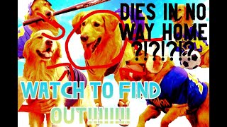 Download lagu Air Bud Dies mp3