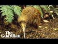 Kiwi watchers capture bird song in previously silent sites