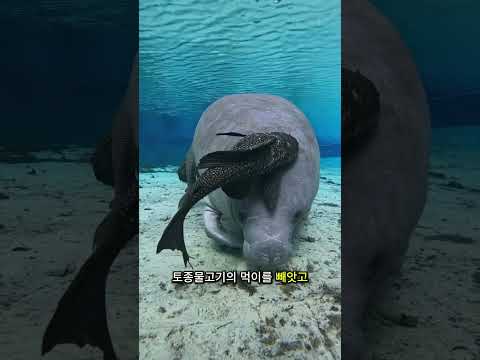 플레코의 놀라운 내건성