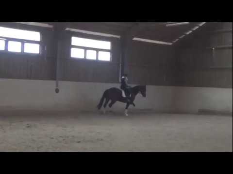 6 Jährige Stute von Heartbreaker