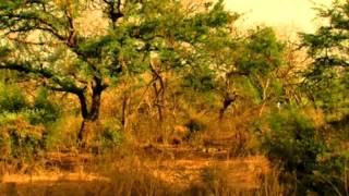 Roy Buchanan-Wayfaring Pilgrim