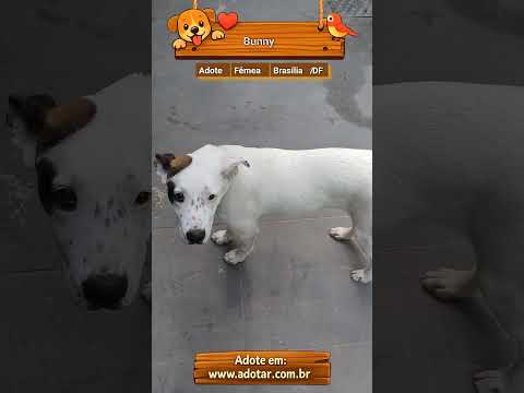 Vídeo de Bunny