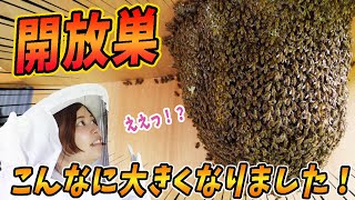 ニホンミツバチの開放巣こんなに大きくなりました！