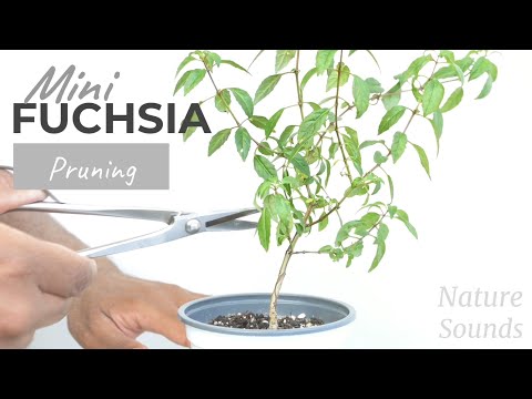 Mini Fuchsia Flowering Bonsai Hard Pruning, May2022