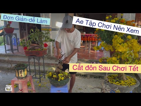 Mùng 4tết,,0939 191715 Vtnn vũ,,,cắt đôn phục hồi mai sau chơi Tết 