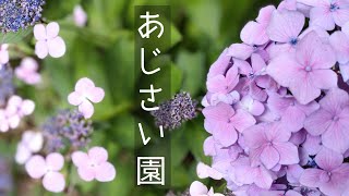 京都府立植物園
