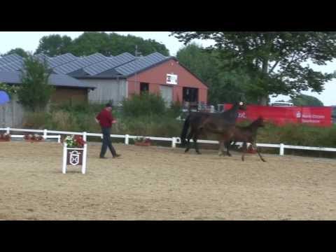 Holsteiner Stutfohlen von Cositino