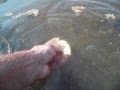 Hand Feeding Fish in the Pond 