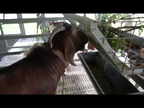 3 breeder bucks (red progeny ni Rocco)