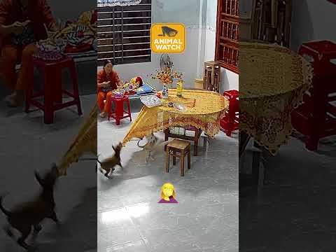 Des chats et des chiens drôles, filmés par la caméra