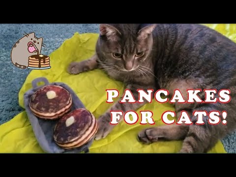 download lagu mp3 mp4 Pancakes For Cats, download lagu Pancakes For Cats gratis, unduh video klip Download Pancakes For Cats Mp3 dan Mp4 Youtube Gratis