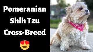 Should you Get A Pomeranian Shih Tzu Mix-breed (Shiranian) | Characteristics and Traits