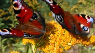 Separação da alma e do corpo - Livro dos Espiritos