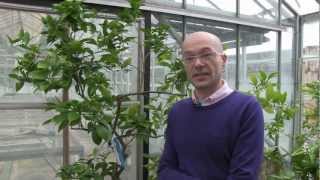 Research to make it easier to grow blood oranges