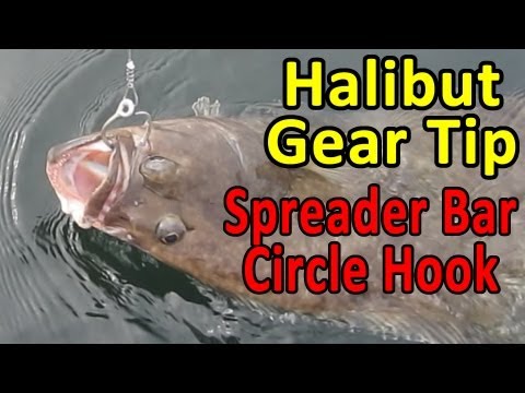 Halibut rigs — circle hook & spreader bar setup