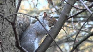 Astley hall and Park, Chorley, Lancashire, a Sony HX9v compact digital camera showreel