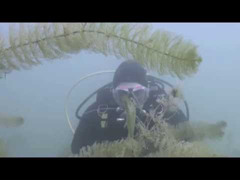 Taucher trifft Hecht, Burkheimer Baggersee,Baden Württemberg,Deutschland