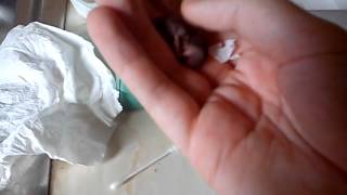 Caring for an orphaned baby field mouse