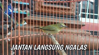 Download lagu pleci betina bikin jantan ngamuk mp3