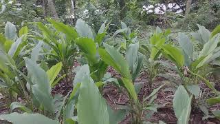 Download lagu sl Tech wadda mp3