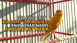 Download lagu kenari gacor panjang Cuit Cuit EMOSI, Pancingan Kenari Paud Belajar Bunyi, terapi AMPUH Kenari MACET mp3 Download lagu kenari gacor panjang Cuit Cuit EMOSI, Pancingan Kenari Paud Belajar Bunyi, terapi AMPUH Kenari MACET mp3