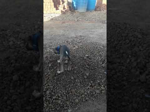 சிப்பிபாறை  நாய். 8489545109 manamadurai