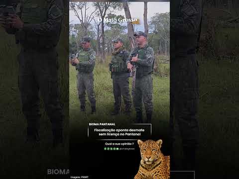 Fiscalização aponta desmate sem licença no Pantanal