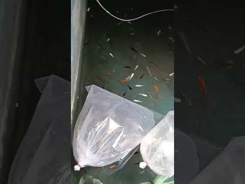 sea fish store🐠🐟🦐🐡🦂🪼🐙🦑🦀🦞 #beats #anime #otaku #oldies