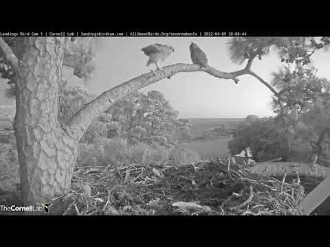 Savannah GHO Nest - Owlet up to the branch again to be with Momma