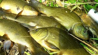 Ловля линя в кемеровской области